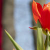 20210405_Stock_Tulip_002-Web%20Res%20JPEG%20150%20DPI.jpg