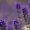 Landscape%20Plants%20Banner.jpg
